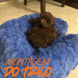 MONTAGEM DO TRICO (Ultra Slowed)