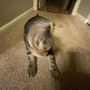 why would i lie (feat. Tuhnell) (Explicit)