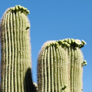 CIRCLES FREESTYLE (feat. Jay Chris) (Explicit)