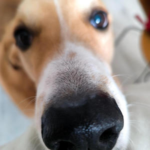 Gaja (feat. Hyper Halibut)