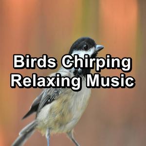 Birds Chirping  Relaxing Music