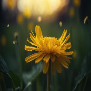 Petal From A Dandelion