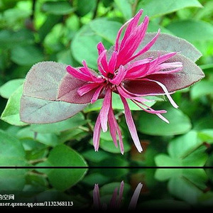 一船烟雨一江南 (Acoustic)