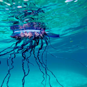 Man O' War (Explicit)