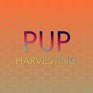 Pup Harvesting