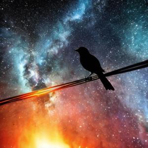 Bird On A Wire