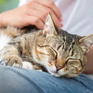 Música Relajante Que Envuelve A Los Gatos