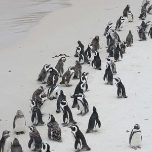 Penguins Promenade