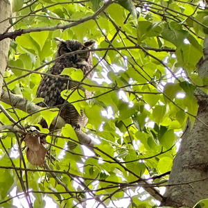 Burrowing Owl (feat. Robbin Lace)