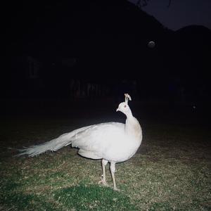 Perdoname Por No Salvarte