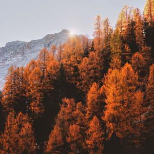 Lovely Relaxing Soft Noise