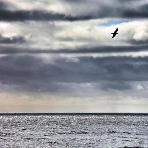 She Moved Through the Fair