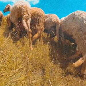 SCHETOVODITEL (Explicit)