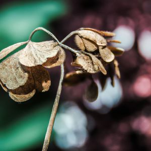 Serene Mountain Reverie