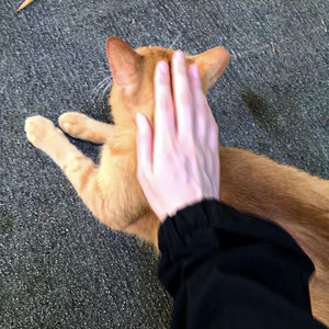 老鼠MM+恐龙抗狼