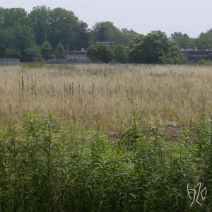 rose gardens (extended)