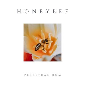 Honeybee