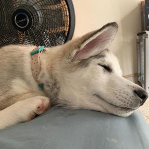 I Feel Like (Explicit)