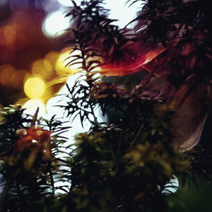 Kishibe (2025 Version)