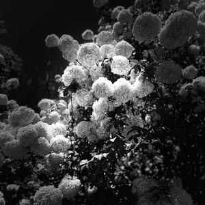 Nothing (feat. JRS) (Explicit)