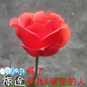 想起我们趟过的那一片海