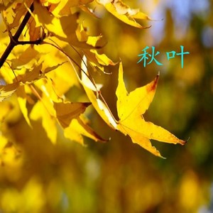 秋叶 (伴奏)