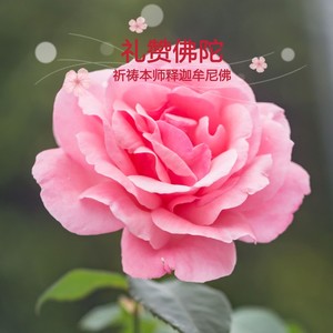《普贤行愿品》七支供四句偈