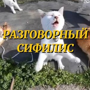 разговорный сифилис (Explicit)