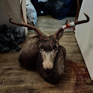 PITHERED - load the next one V3ND3TTA! (feat. V3ND3TTA & MAMMON|Explicit)