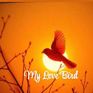 Mr Jc - My Love Bird