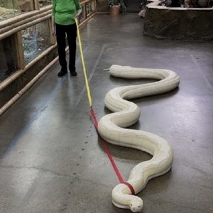 Schlangen (Explicit)