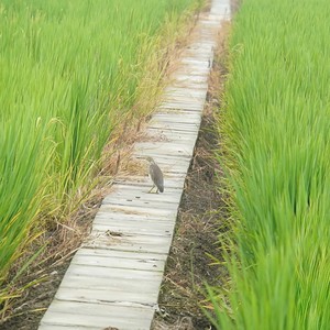 你们可知道 (弦乐四重奏版)封面