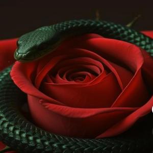 Rose Petals In My Mind