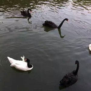 我想那年