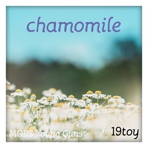 chamomile