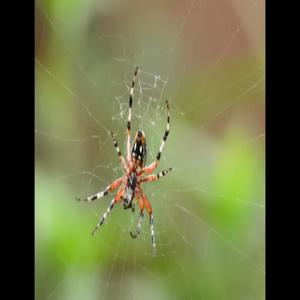 Sozby -Those Caught İn The Net