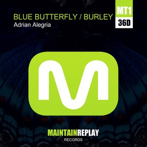 Blue Butterfly - Burley