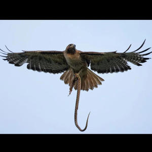 Hawk Eyes (Durk Flow) (Explicit)