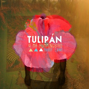 Tulipán - 4MHB