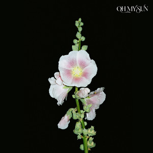 Friends in the Clouds