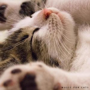 Music For Cats