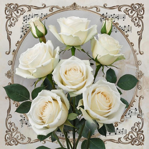 И снова белые розы