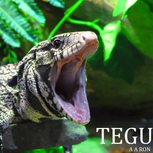 Tegu