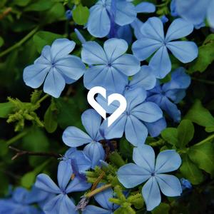 Maintain(feat. Yung Citizen) (Explicit)