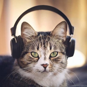 Cat's Quiet Cadences: Feline Soothing Tunes