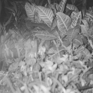 Who(feat. Trash Talker) (Explicit)