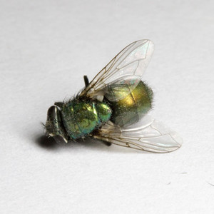 Mosca Muerta (Ulises Arrieta Remix)