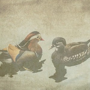 Mandarin Ducks