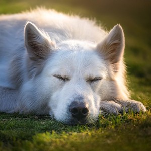 Ritmos Tranquilos Para Las Noches Peludas