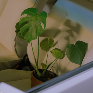 MONSTERA (lofi version)